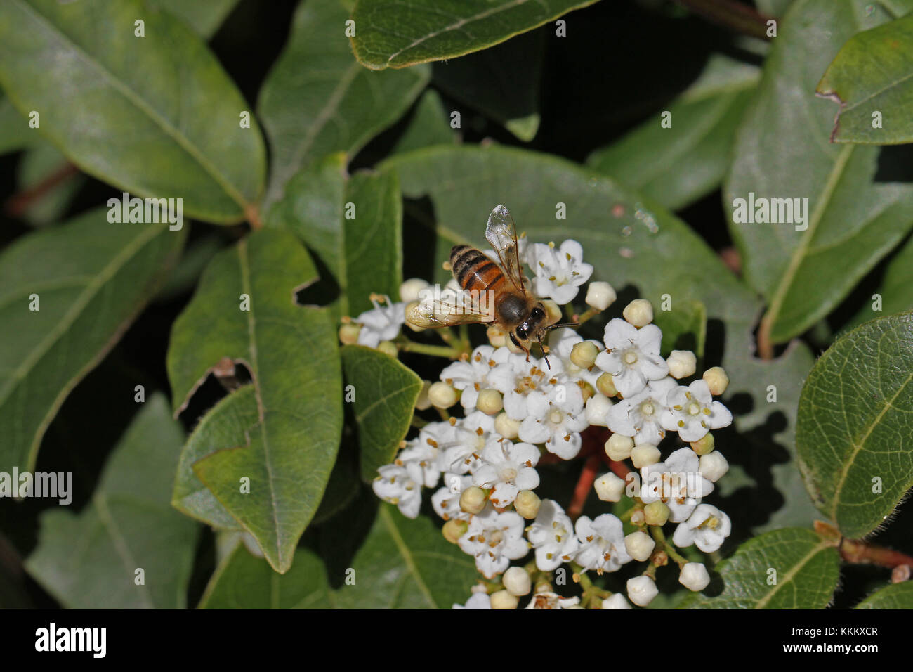 Sur l'abeille Apis mellifera caprifoliaceae fleur viburnum montrant pollen blanc sac Banque D'Images