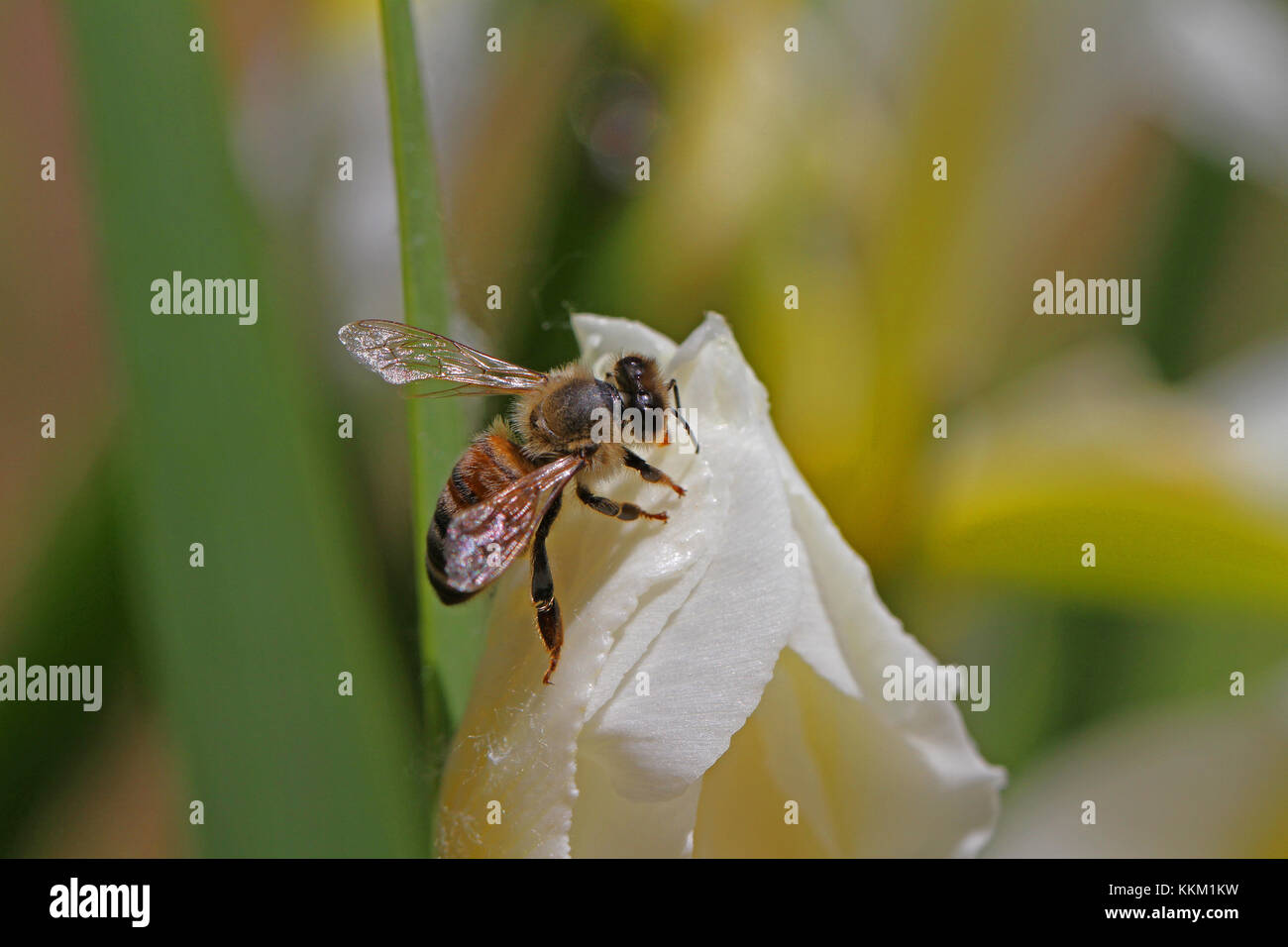 Nom latin de l'abeille Apis mellifera se nourrissant d'un iris versicolore Iris ou fleur en Italie au printemps Banque D'Images