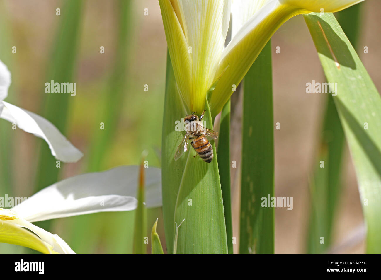 Nom latin de l'abeille Apis mellifera se nourrissant d'un iris versicolore Iris ou leaf en Italie au printemps Banque D'Images