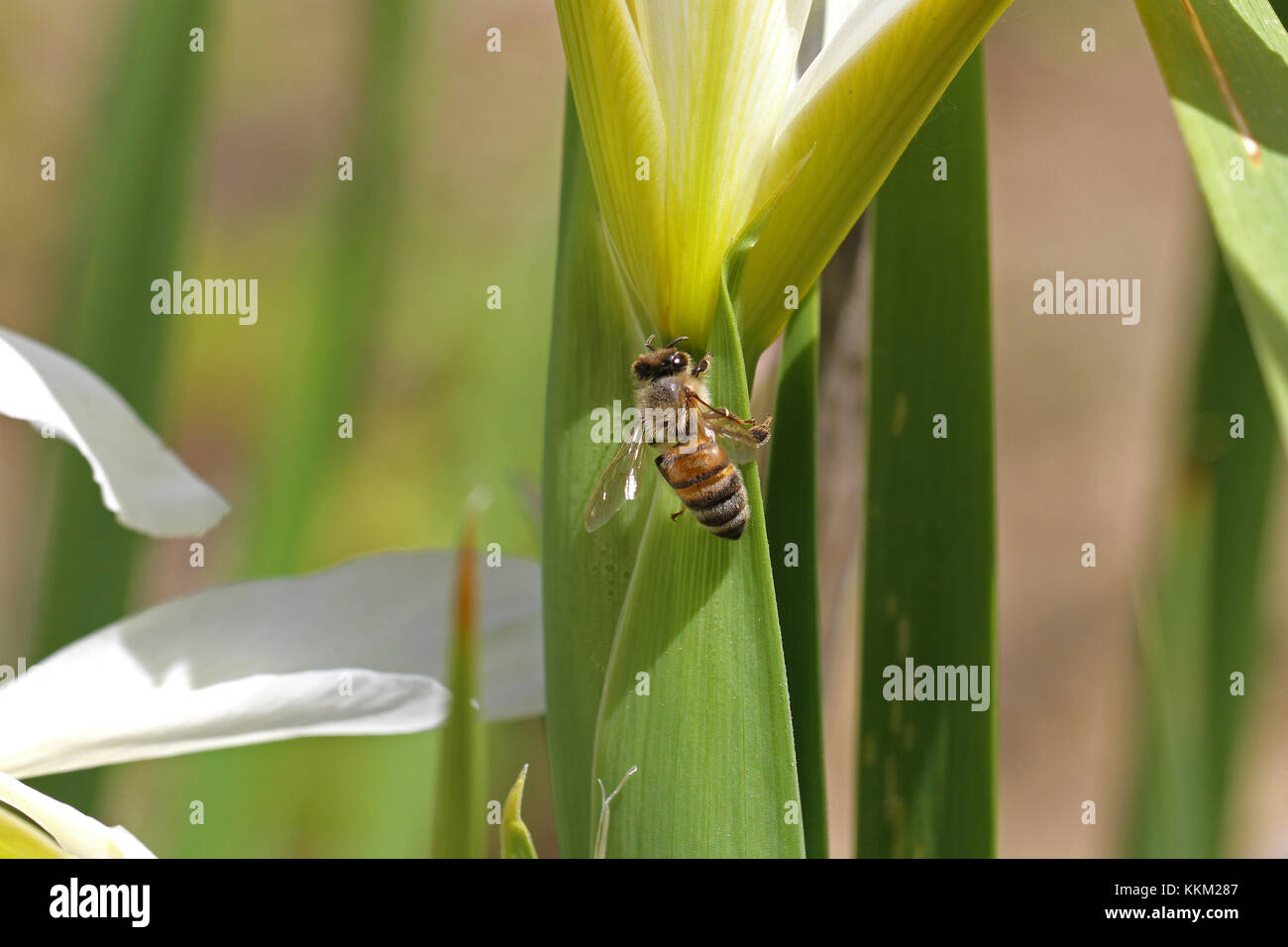Nom latin de l'abeille Apis mellifera se nourrissant d'un iris versicolore Iris ou leaf en Italie au printemps Banque D'Images