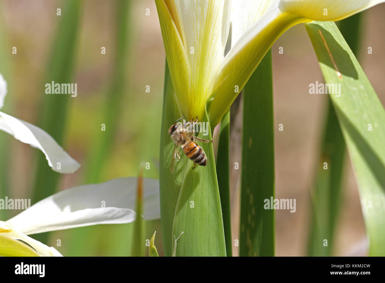 Nom latin de l'abeille Apis mellifera se nourrissant d'un iris versicolore Iris ou leaf en Italie au printemps Banque D'Images