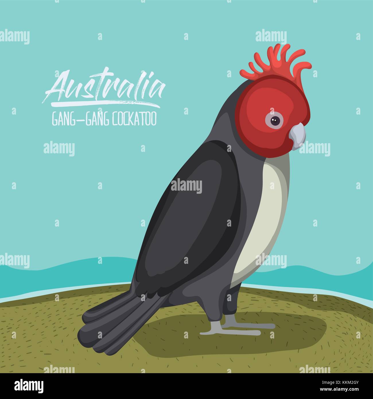 Australie-gang gang cockatoo poster dans une scène sur silhouette colorée Illustration de Vecteur