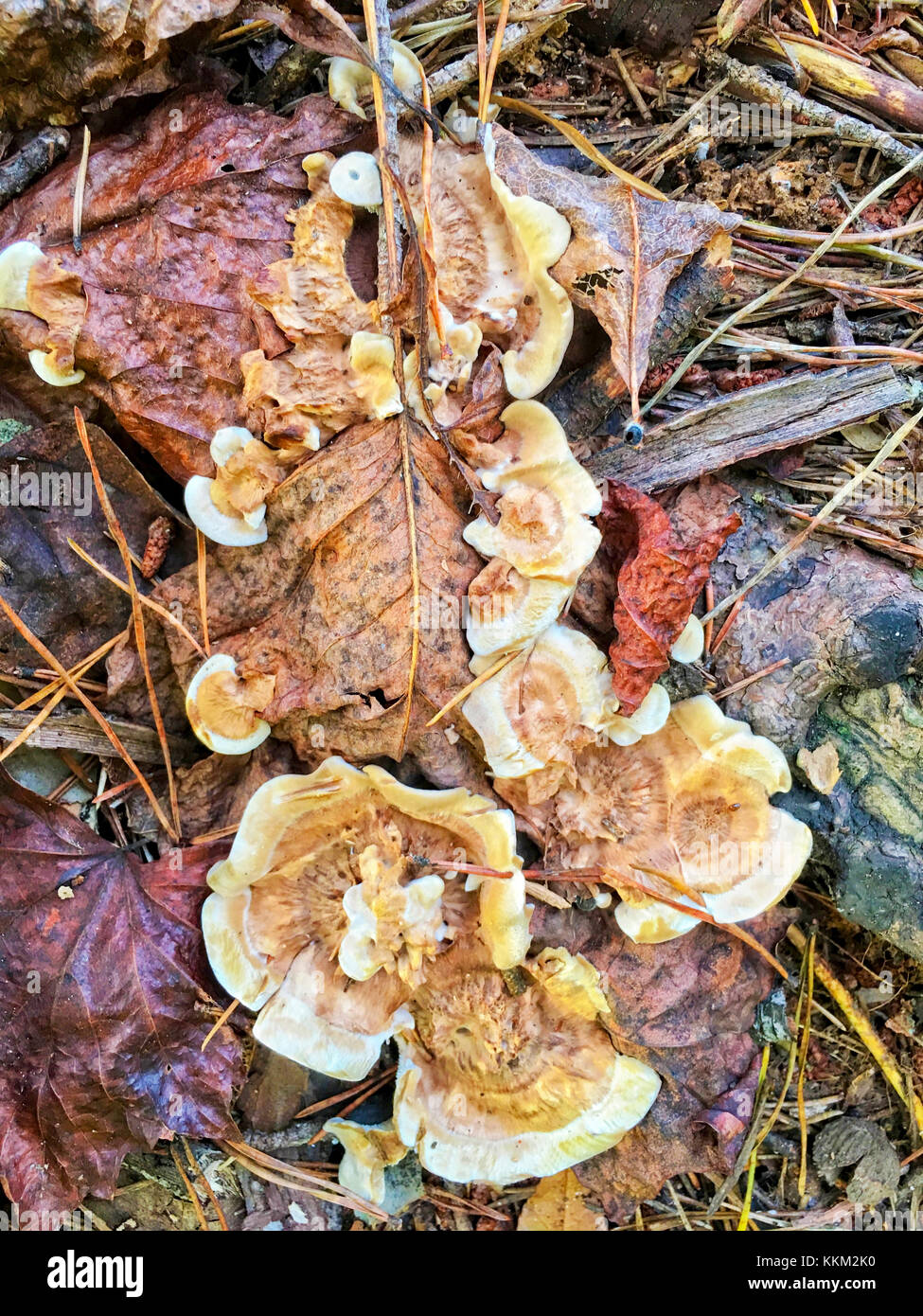 Travailleur de la construction La construction d'une nouvelle terrasse Banque D'Images