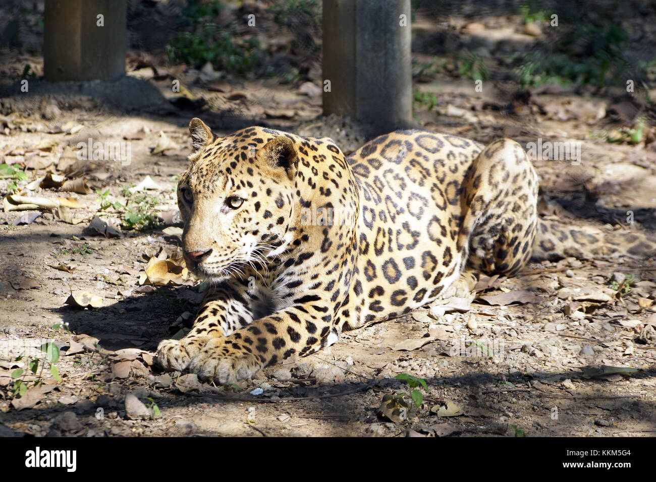 Le Jaguar (Panthera onca) Banque D'Images