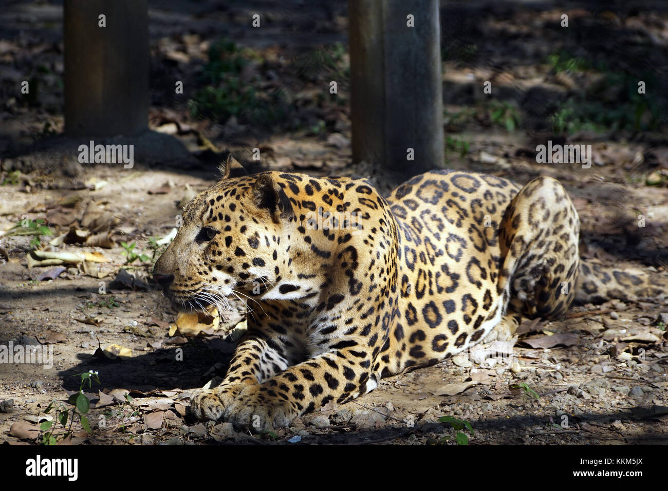 Le Jaguar (Panthera onca) Banque D'Images