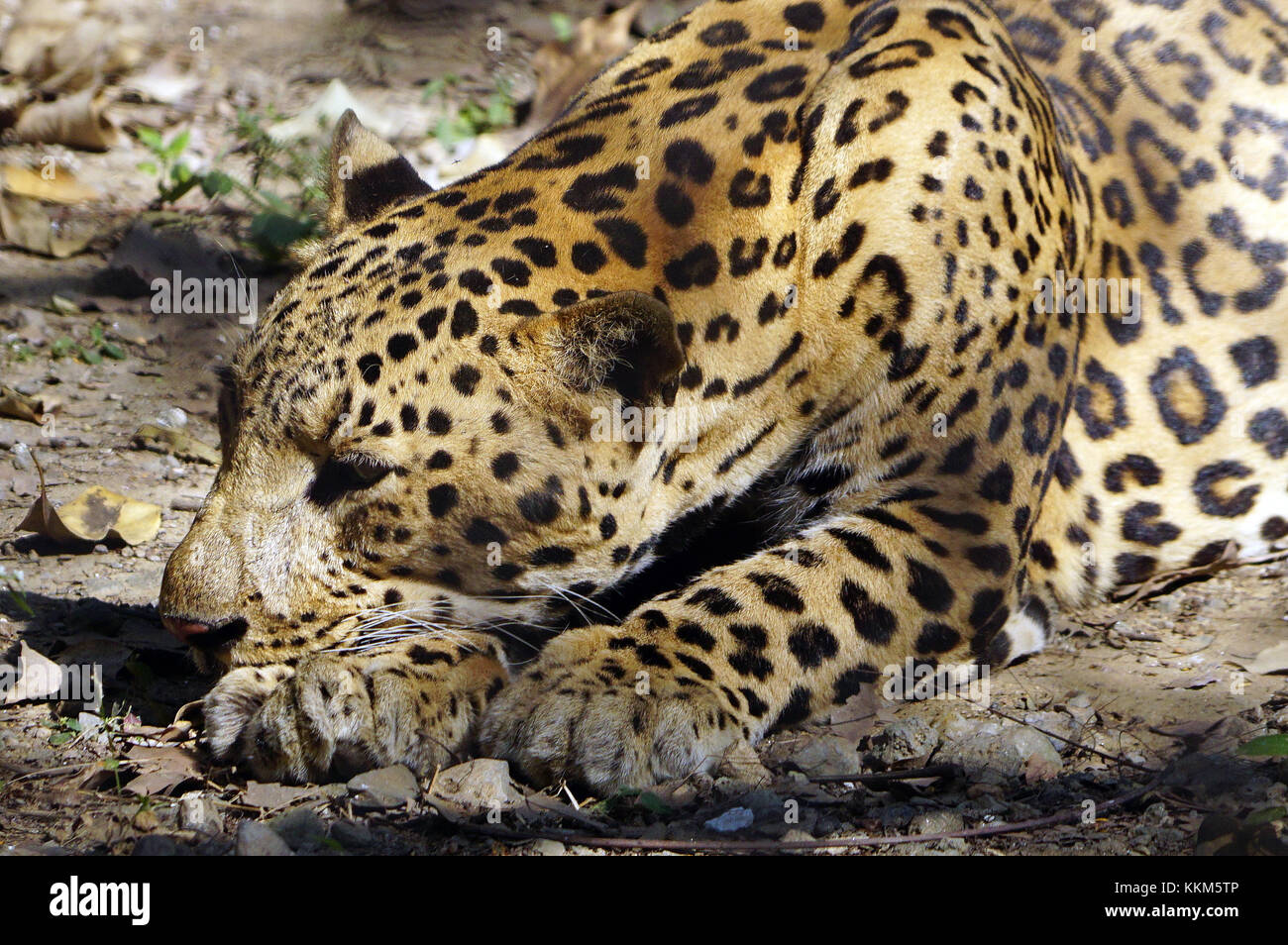 Le Jaguar (Panthera onca) à poser au repos. Banque D'Images