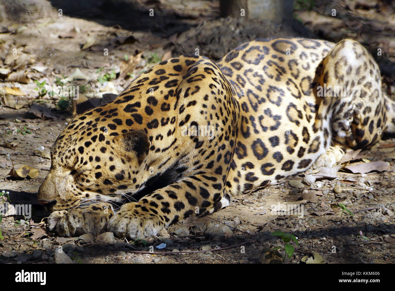 Le Jaguar (Panthera onca) à poser au repos. Banque D'Images
