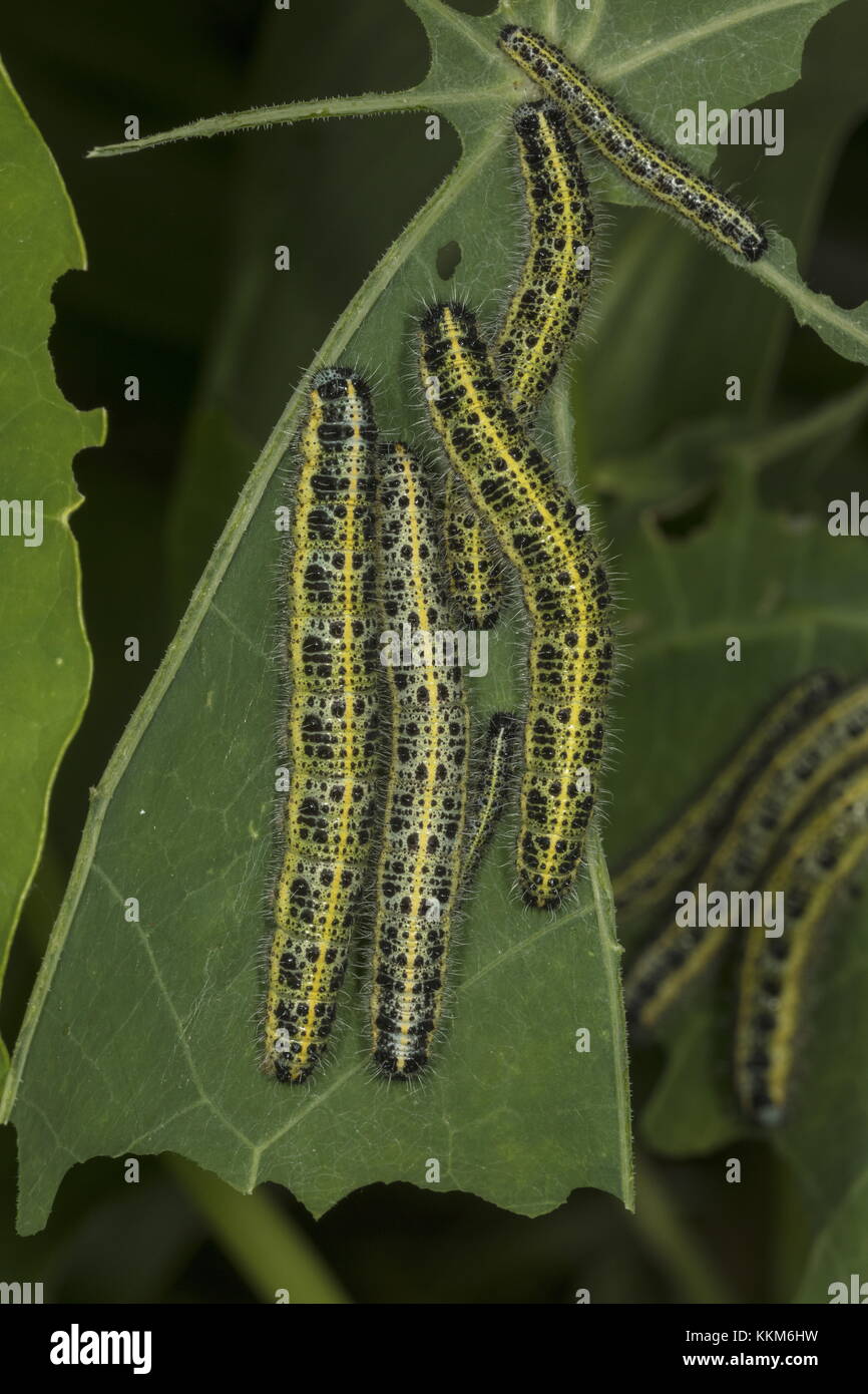 Les larves de grand blanc, Pieris brassicae, sur des feuilles de capucine. Banque D'Images