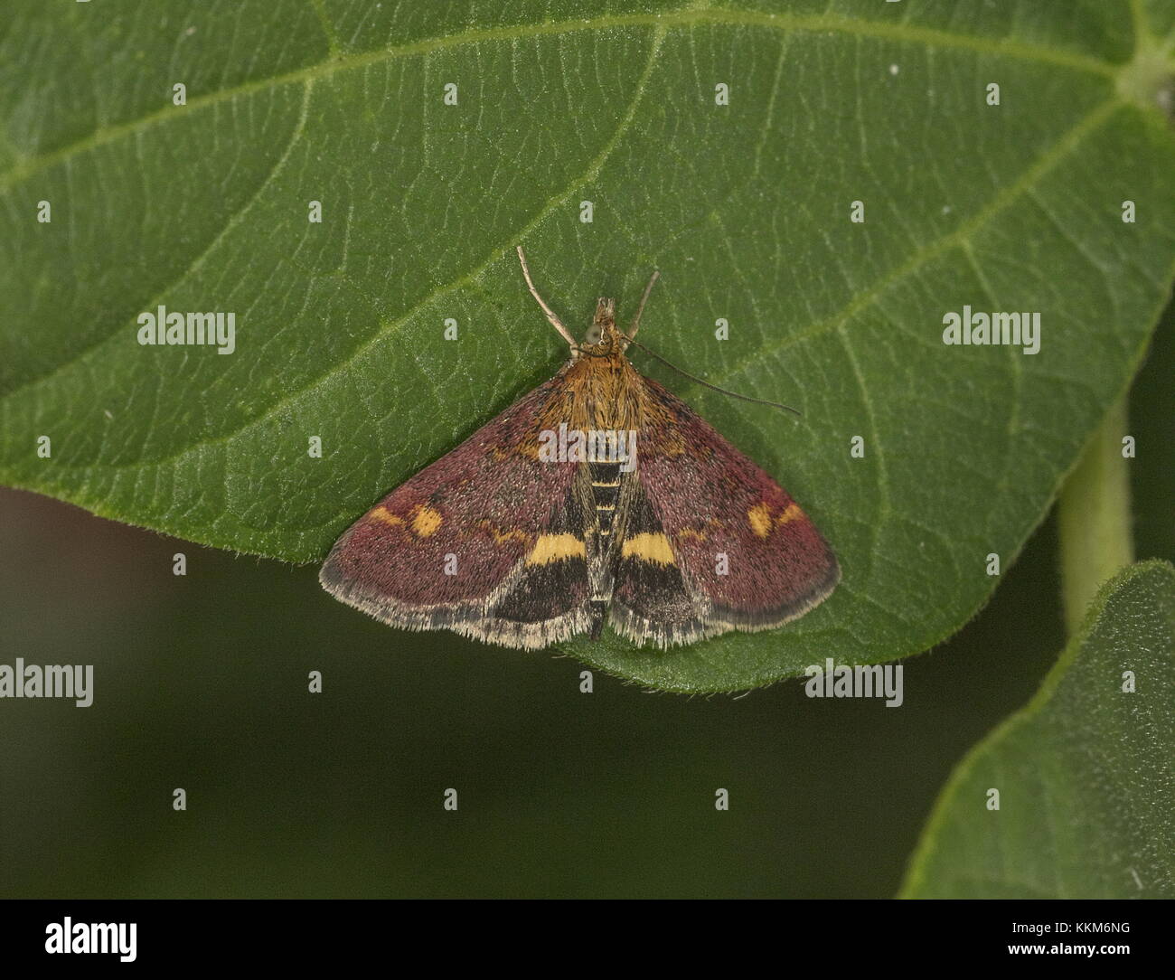 Une espèce de micro, petites Purple & Gold, Pyrausta aurata - rss sur la menthe. Banque D'Images