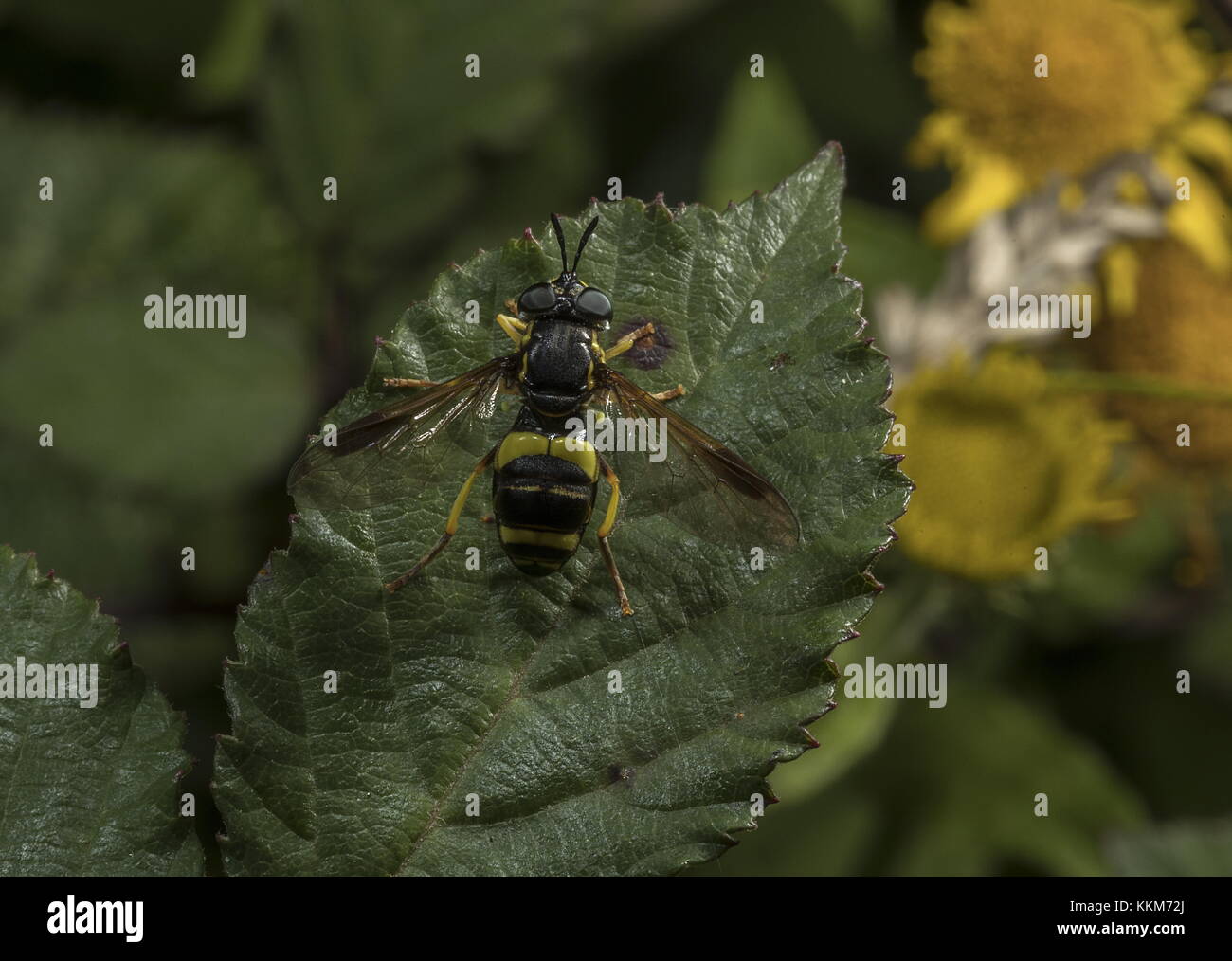 Un hoverfly distinctif, Chrysotoxum bicinctum, reposant sur la feuille. Le Dorset. Banque D'Images