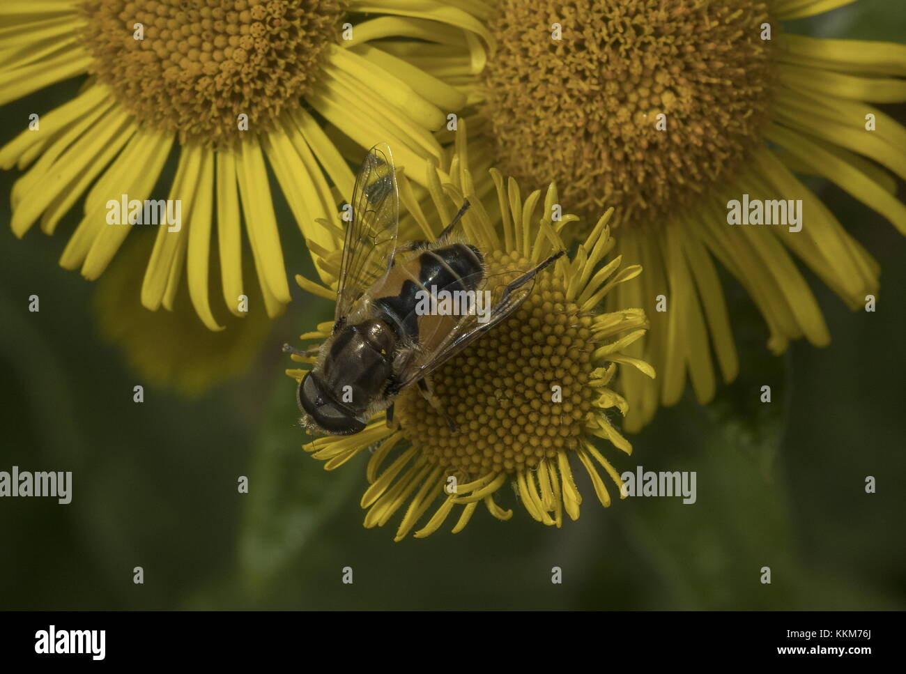 Plain-face dronefly, Eristalis arbustorum sur séneçon jacobée. Banque D'Images