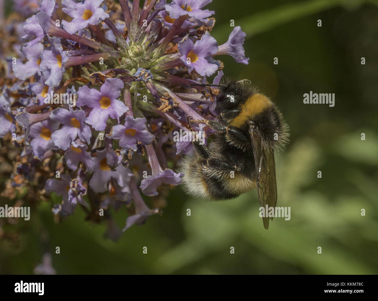 Buff travailleur-tailed bourdon Bombus terrestris, se nourrissant de fleurs de Buddleia. Banque D'Images