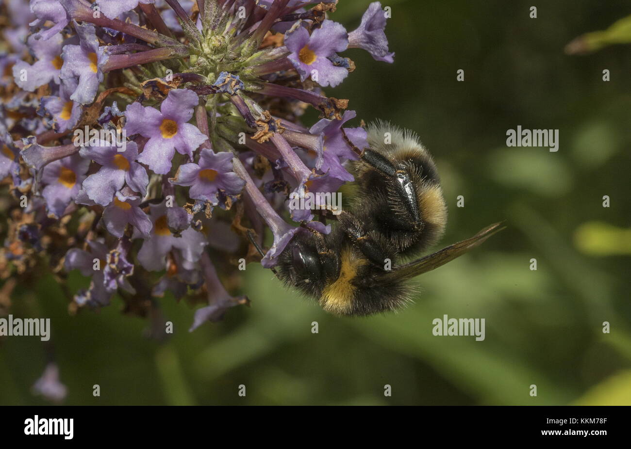 Buff travailleur-tailed bourdon Bombus terrestris, se nourrissant de fleurs de Buddleia. Banque D'Images