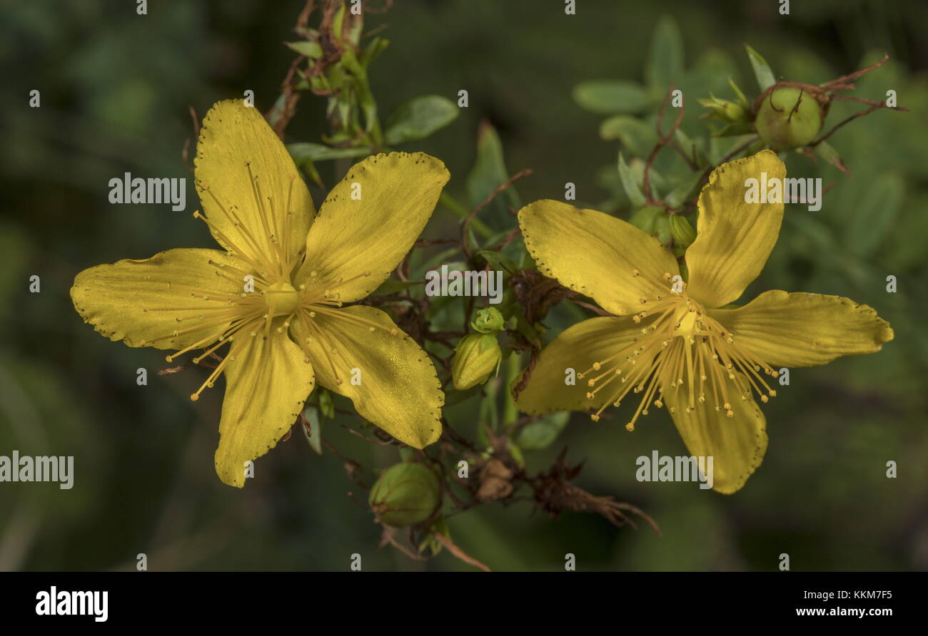 Perforer à St John's wort, Hypericum perforatum, en fleurs, la fin de l'été. Banque D'Images