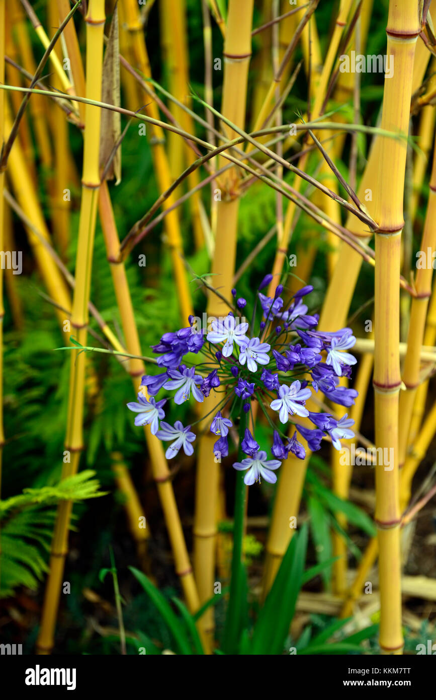 Phyllostachys Vivax Aureocaulis Jaune Dore Bois Bambous Bambou Chinois Bambou Agapanthus Bleu Combinaison Jardin Fleurs Rm Photo Stock Alamy