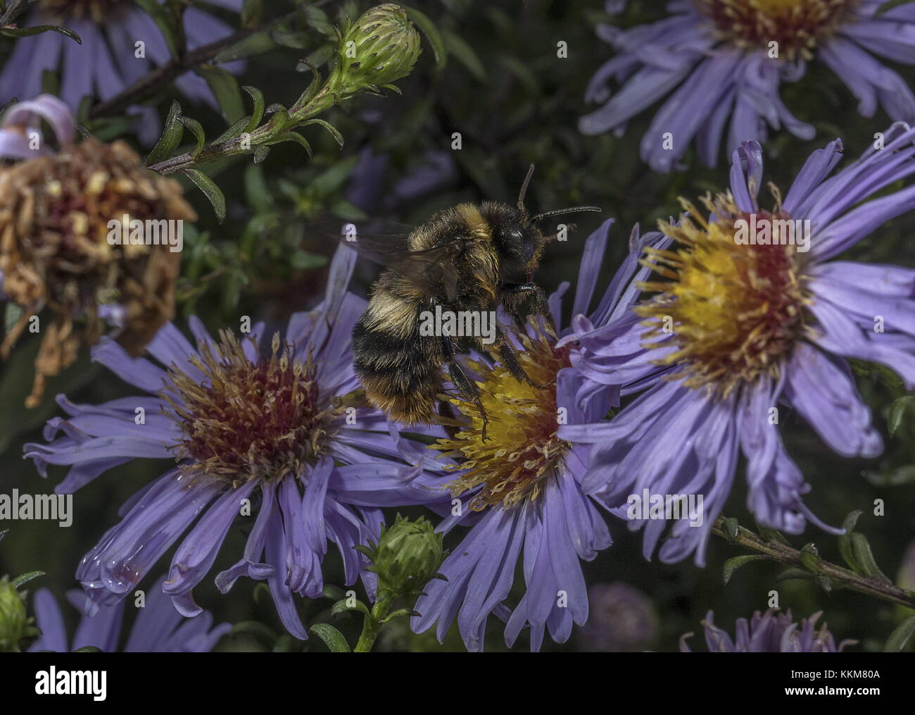 Début Bumblebee, Bombus pratorum - reine en automne, visite Michaelmas Daisy. Banque D'Images