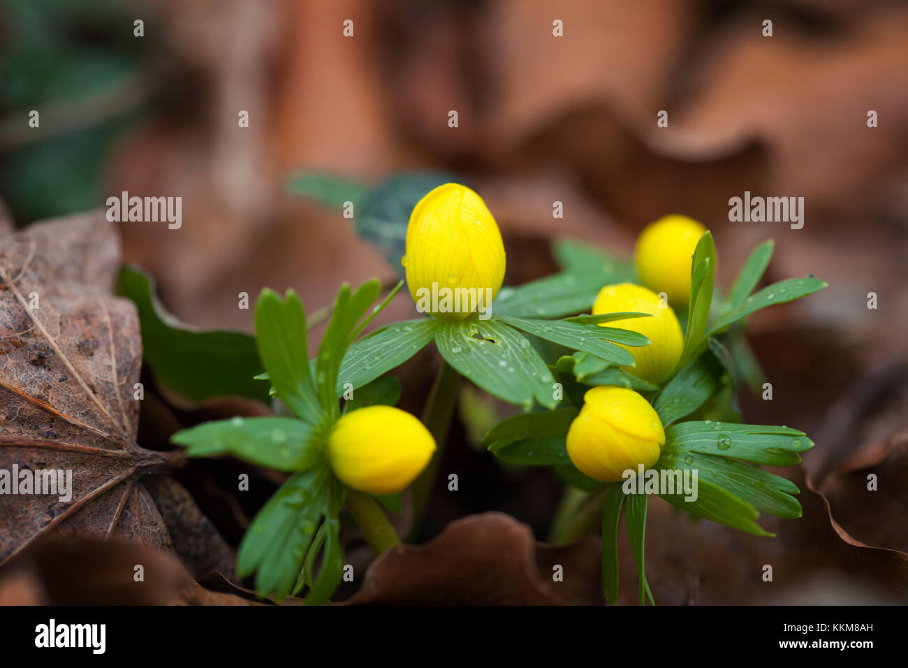 Au début de l'hiver, aconites flowering plant Banque D'Images