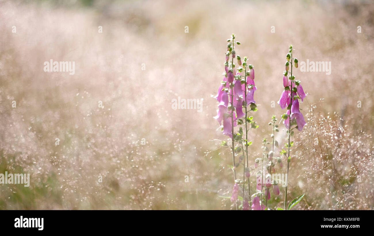 Digitale en fleurs en été pré, digitalis Banque D'Images