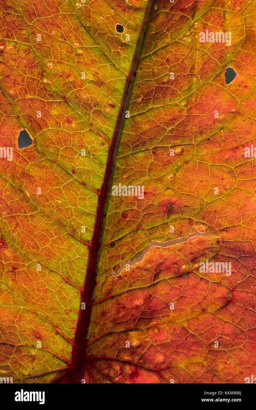 Automne feuillage lumineux, close-up Banque D'Images