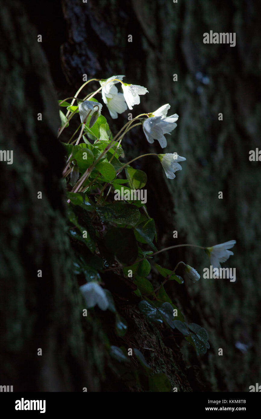 Les anémones de bois à falaise, anemone nemorosa Banque D'Images