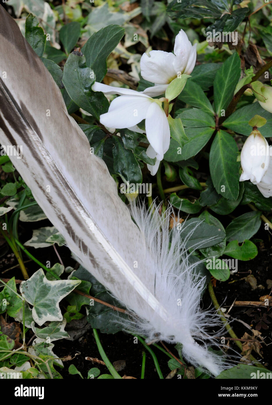 Plume d'aigle sur les plantes à feuilles persistantes en face d'un Noël blanc rose et Ivy Banque D'Images