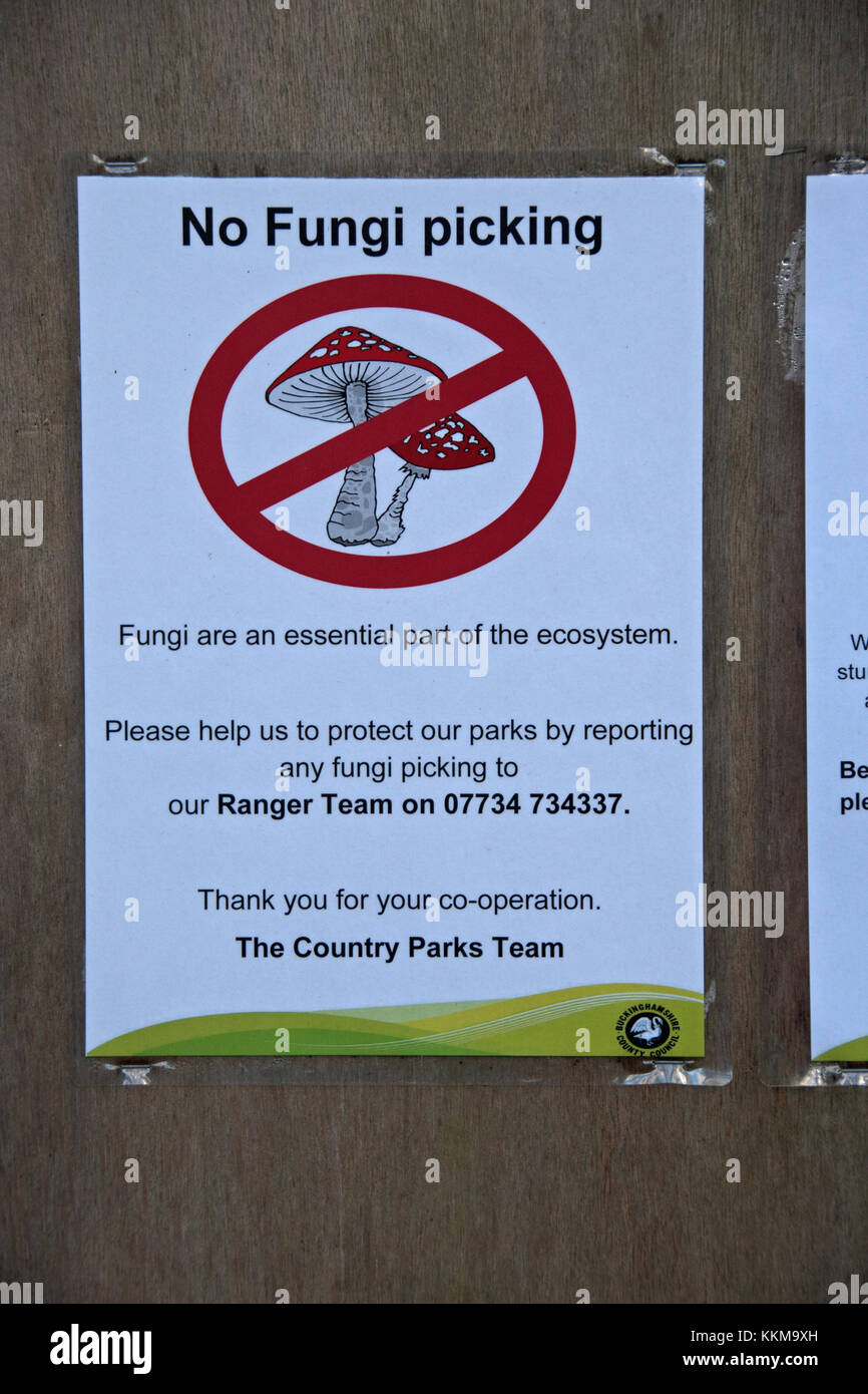 Pas de cueillette de champignons en noir Park Country Park. Banque D'Images