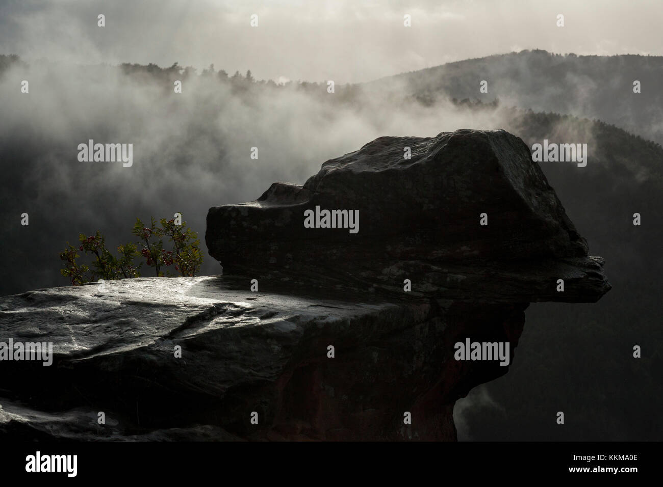 Ruine du château drachenfels, forêt du Palatinat, Rhénanie-Palatinat, Allemagne, Banque D'Images