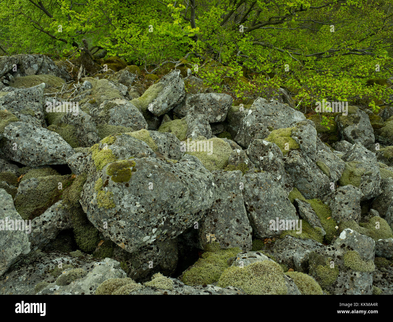 Block-chute au niveau du Schafstein, Rhön, Hesse, Allemagne Banque D'Images
