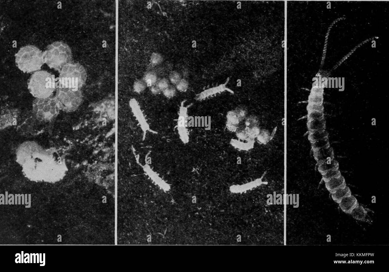 Le centipède de jardin (Scutigerella immaculata) est un petit insecte qui se déplace rapidement et qui se trouve couramment dans les jardins. Ses stades de vie comprennent l'œuf, la larve, la pupe et la forme adulte, contribuant à l'écosystème en se nourrissant de matière organique en décomposition. Banque D'Images Le centipède de jardin (Scutigerella immaculata) est un petit insecte qui se déplace rapidement et qui se trouve couramment dans les jardins. Ses stades de vie comprennent l'œuf, la larve, la pupe et la forme adulte, contribuant à l'écosystème en se nourrissant de matière organique en décomposition. Banque D'Images