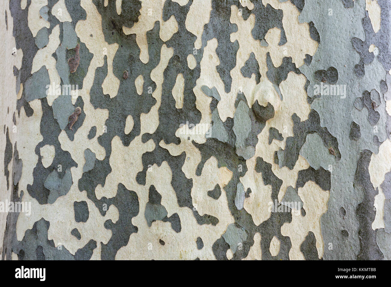 Fermer la vue d'un grand platane platanus texture écorce Banque D'Images