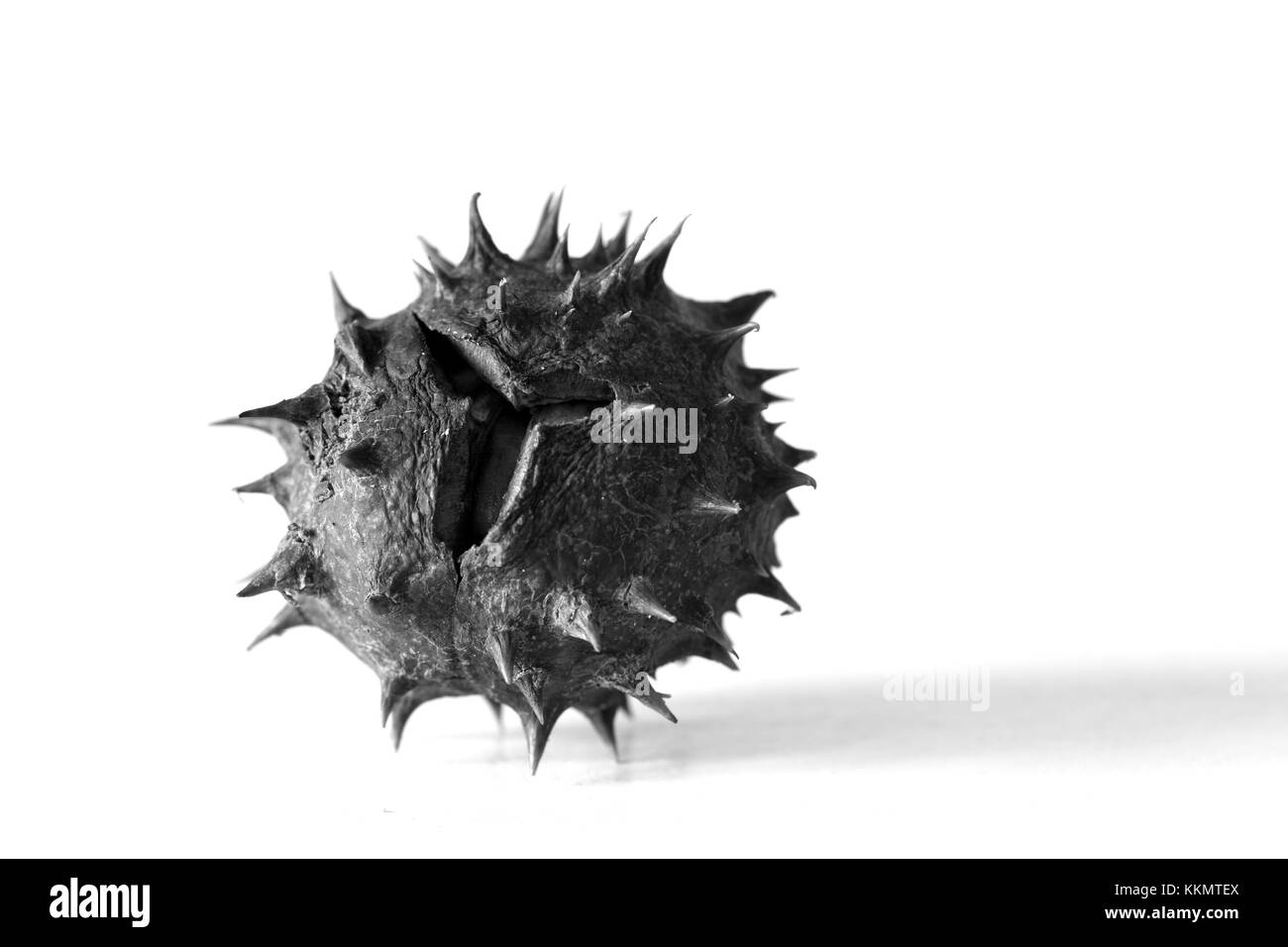 Jusqu'cose de marronnier Banque D'Images