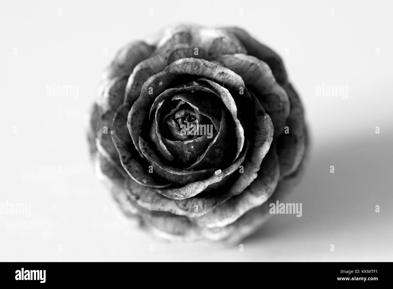 Close up of fir cone Banque D'Images