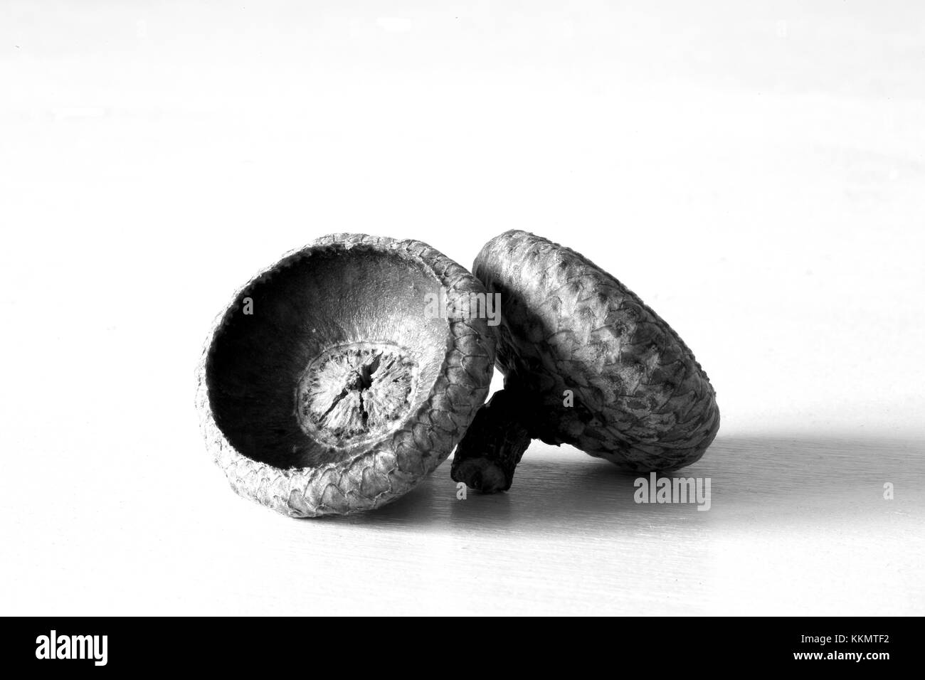 Close up d'acorn Banque D'Images