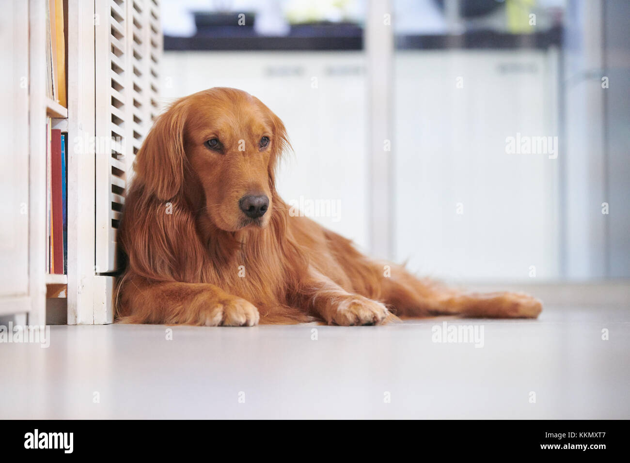 Golden retriever de se coucher sur le sol Banque D'Images