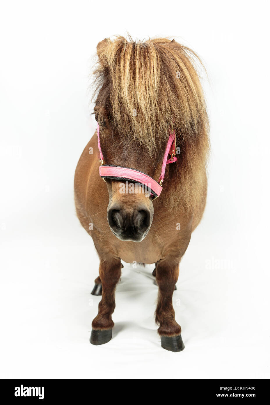 Photos de studio du petit poney Shetland sur fond blanc Banque D'Images