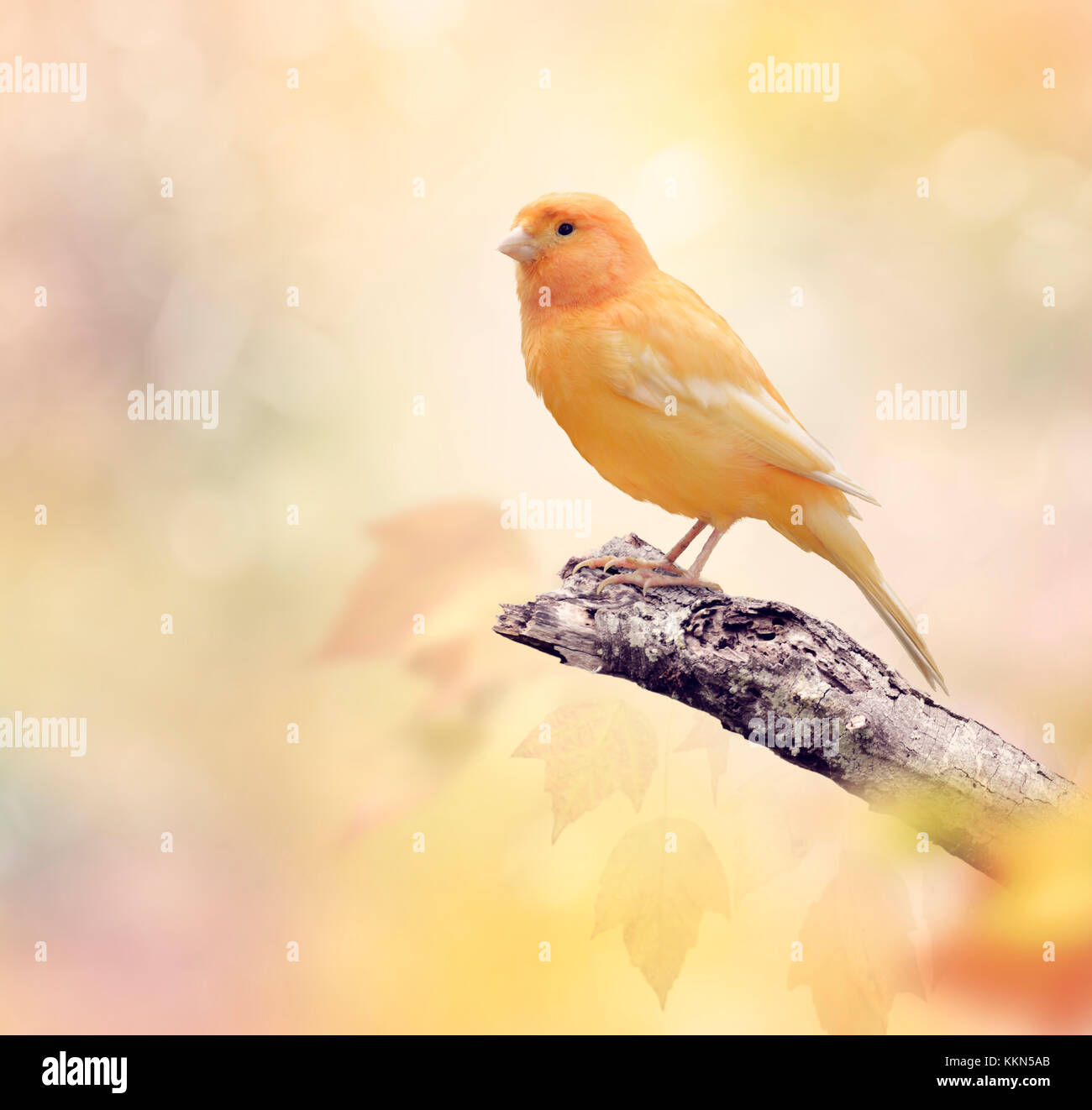 Serin des Canaries est perché sur une branche Banque D'Images