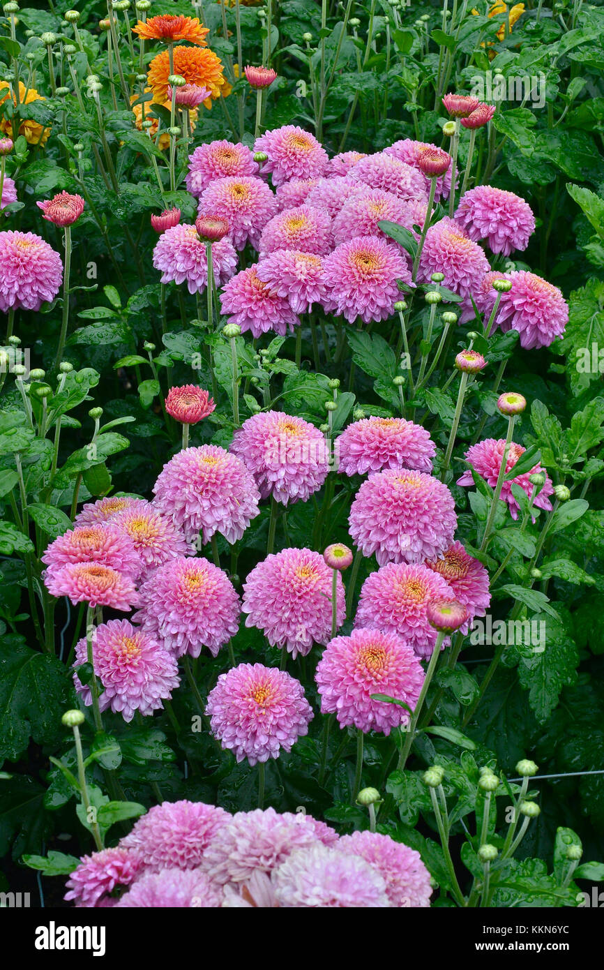 Chrysanthemum 'blenda floraison purple' fleur poussant dans un jardin d'un pays frontière Banque D'Images