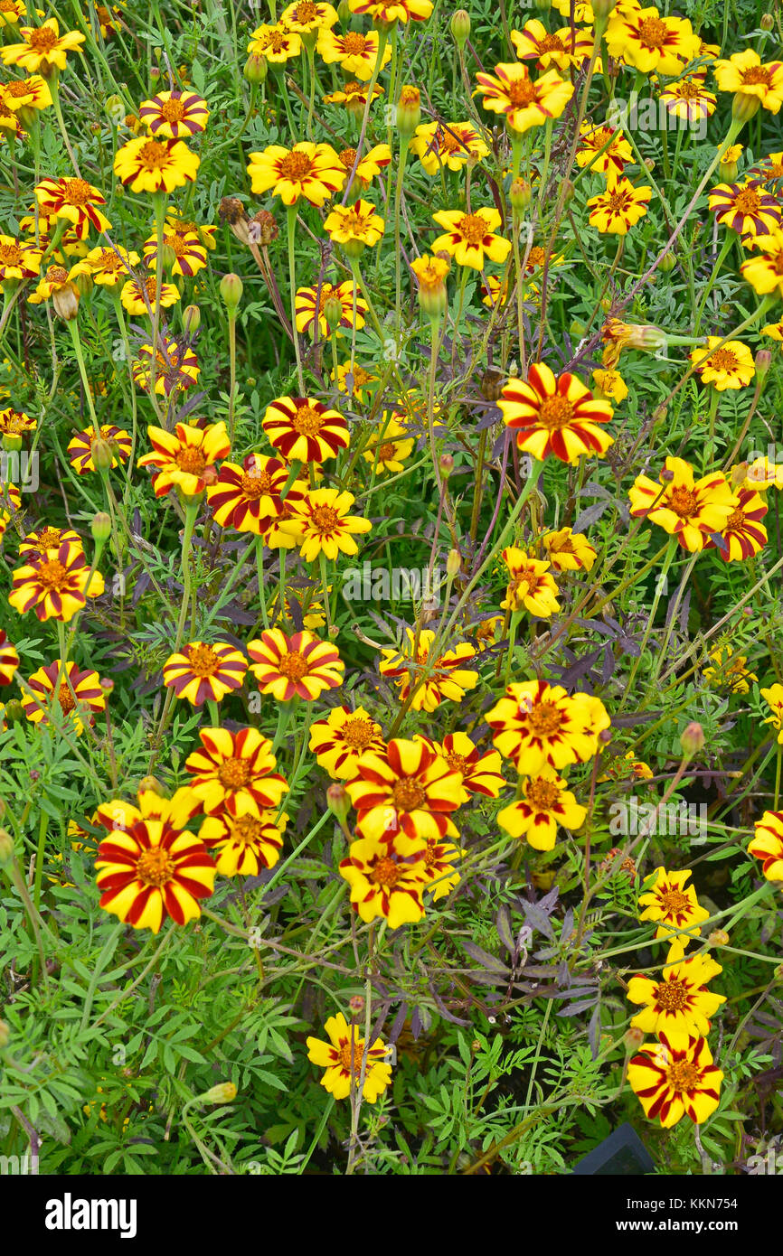Close up de floraison colorée Tagetes patula 'Jolly Jester' dans un pays jardin Banque D'Images