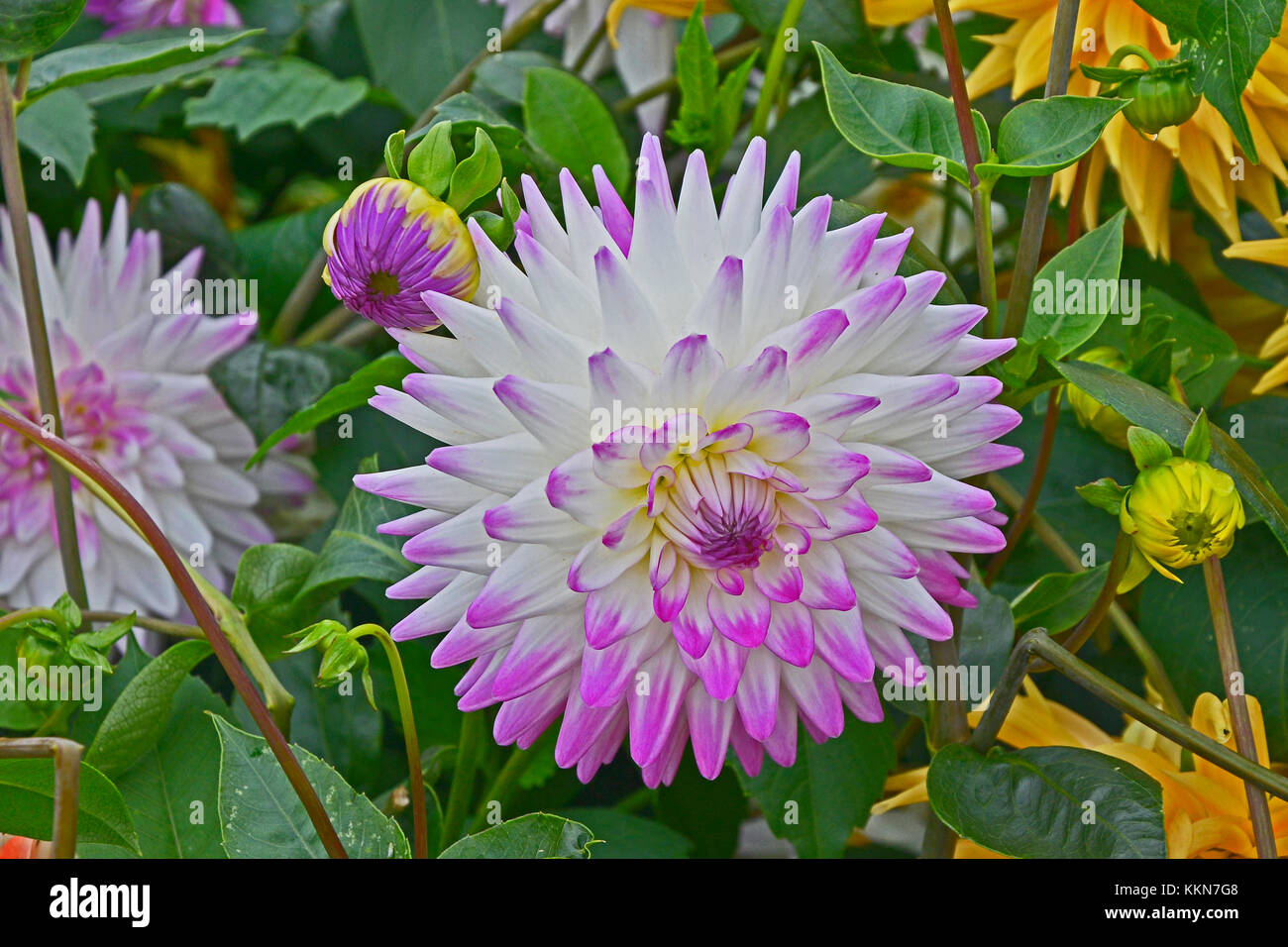 Close up portrait of dahlia 'hayley jane' dans un chalet jardin Banque D'Images