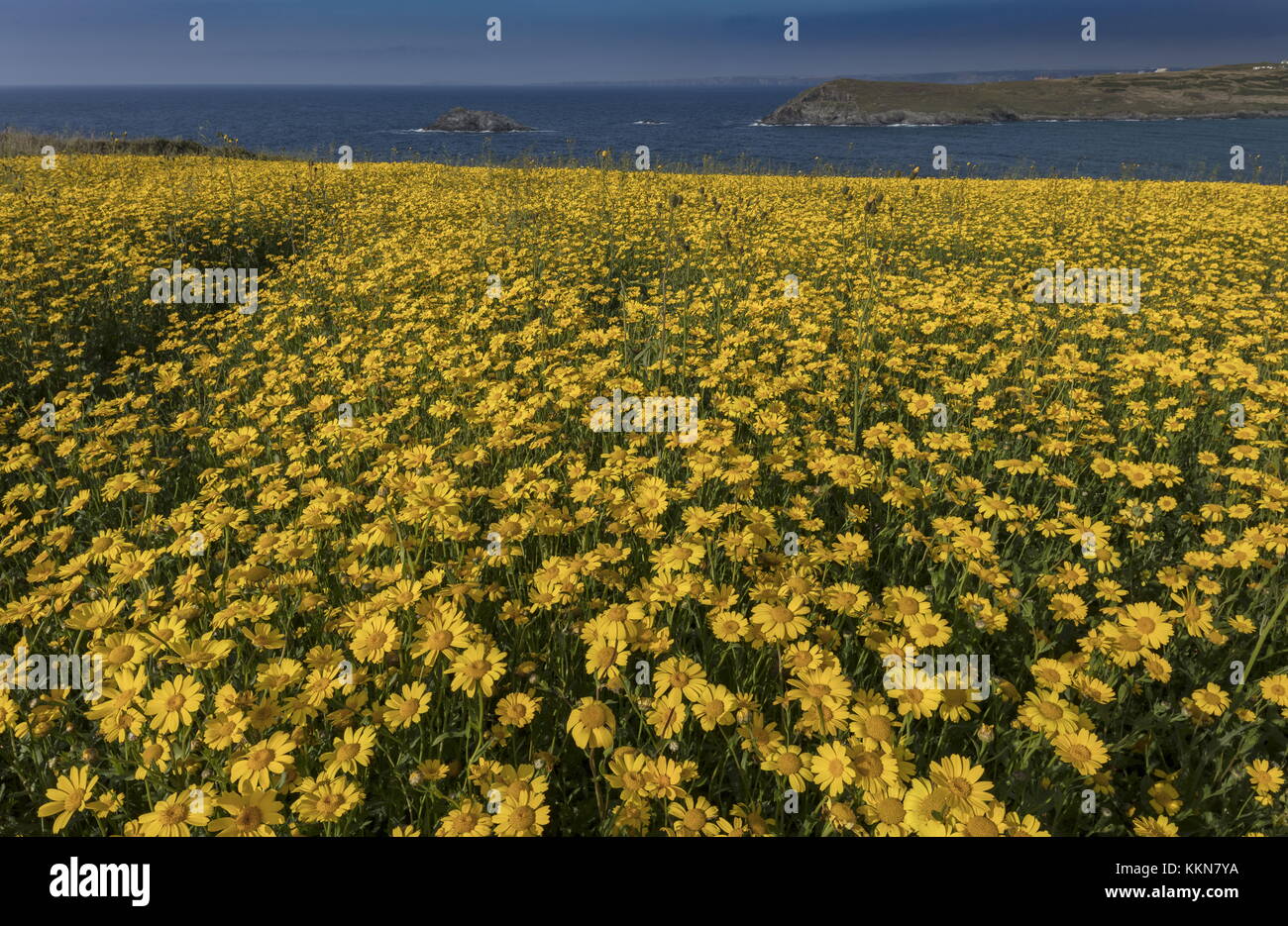 Glebionis segetum, souci de maïs, en masses denses en champ arable à blague de Porth, près de Crantock, Cornwall. Banque D'Images