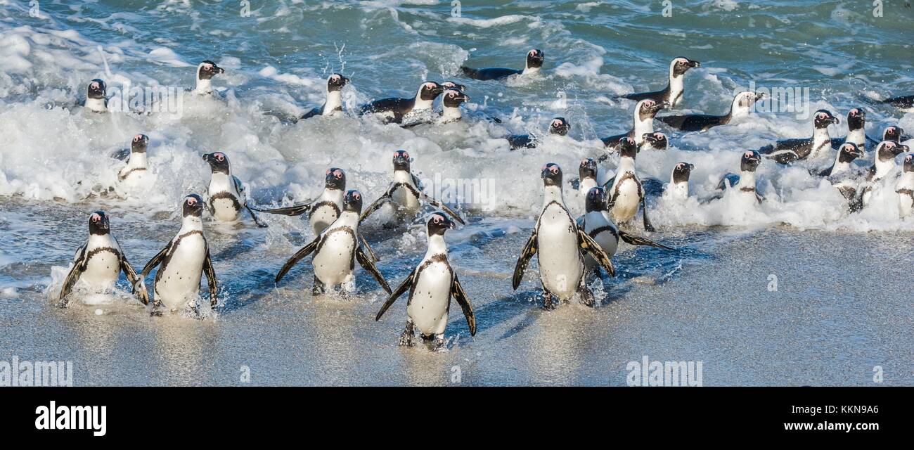 Pingouins africains à sortir de l'océan sur la plage de sable. manchot du Cap (Spheniscus demersus) également connu sous le nom de la Jackass penguin et putois p Banque D'Images