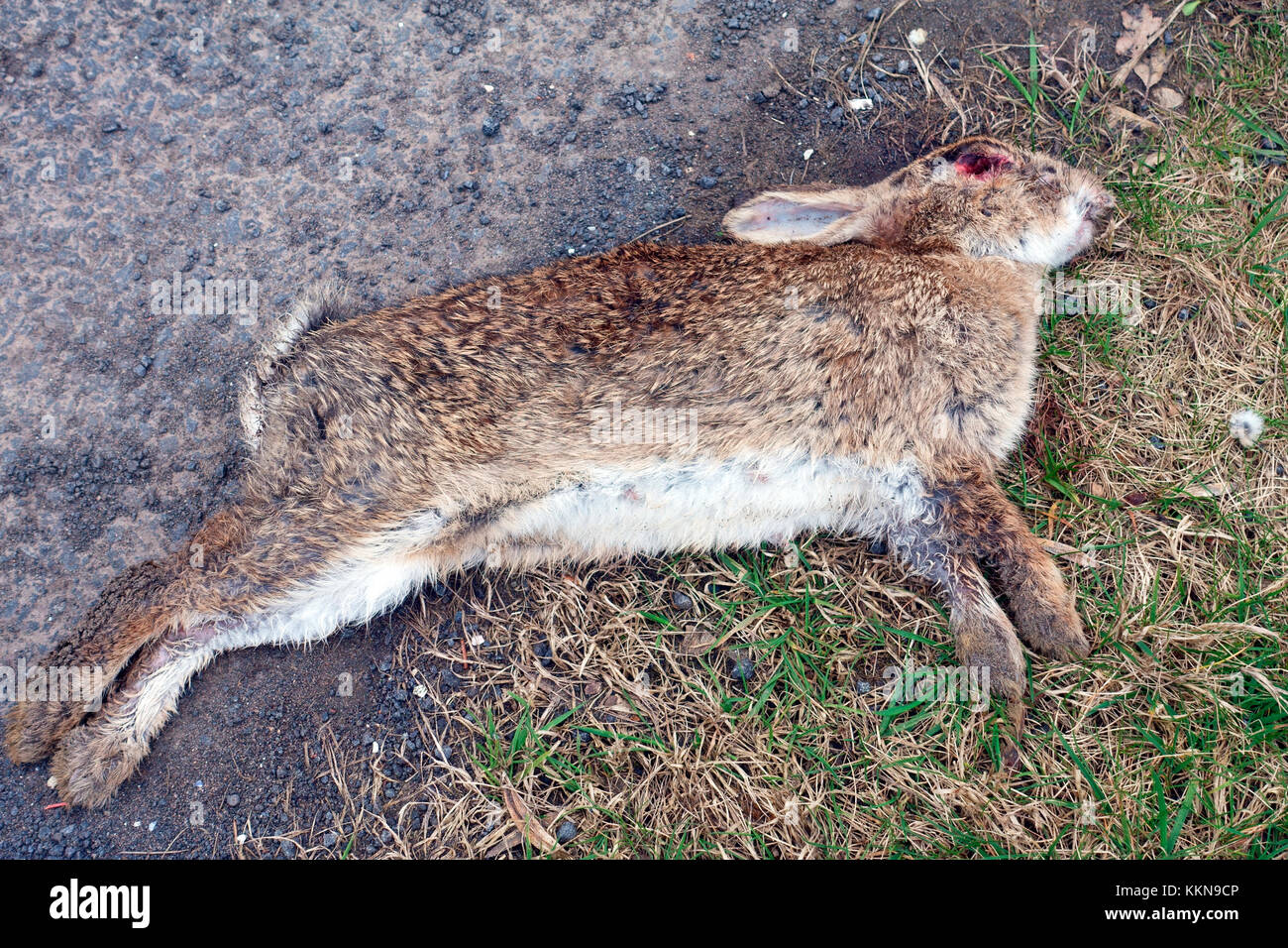 Road Kill qui a eu son oeil choisi par l'oiseau de proie Banque D'Images