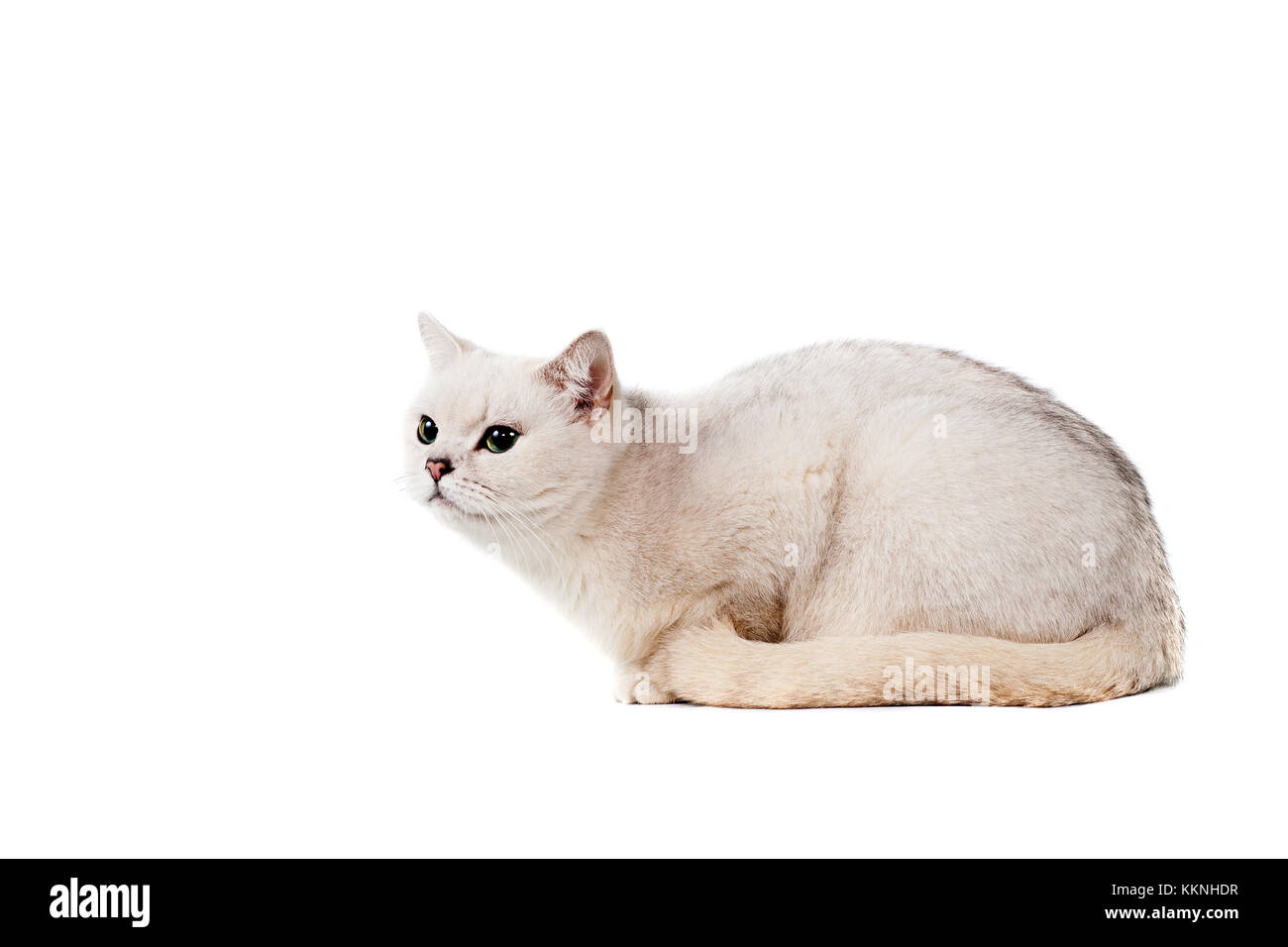 Le Poil Court Gris Clair Pur Sang Chat Burmilla Isoler Sur Fond Blanc Avec Place Pour Le Texte Photo Stock Alamy
