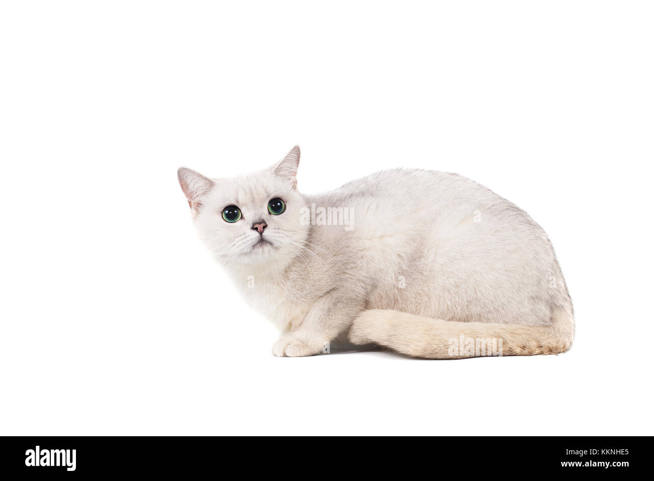 Le Poil Court Gris Clair Pur Sang Chat Burmilla Isoler Sur Fond Blanc Avec Place Pour Le Texte Photo Stock Alamy