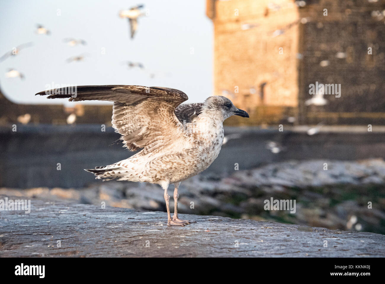 Essouria, Maroc - septembre 2017 : le jeune mouette sur le mur du port l'étire Banque D'Images