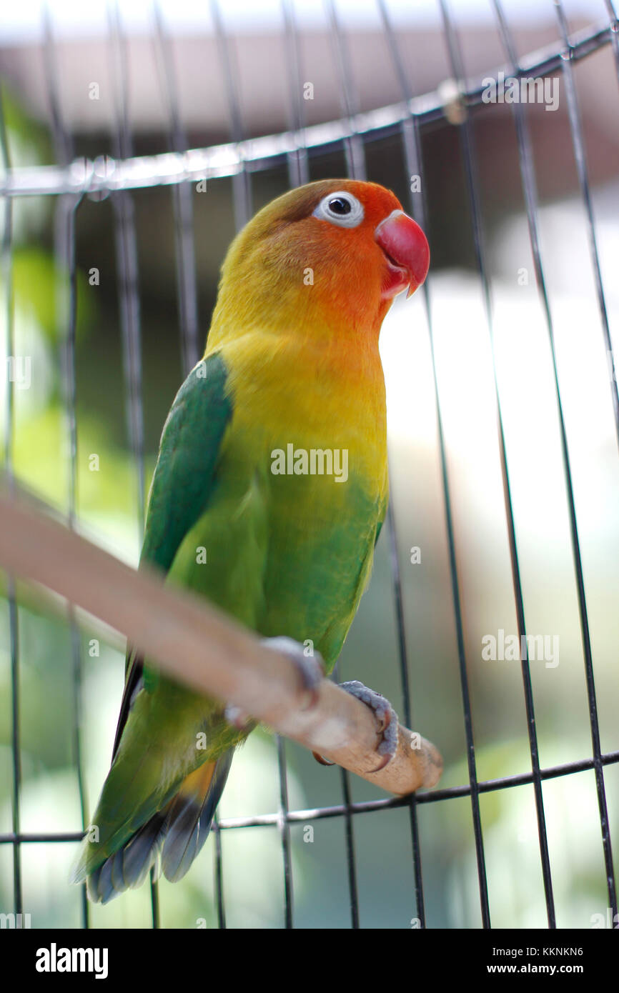 Vert et pastel de lovebird assis sur la cage Banque D'Images