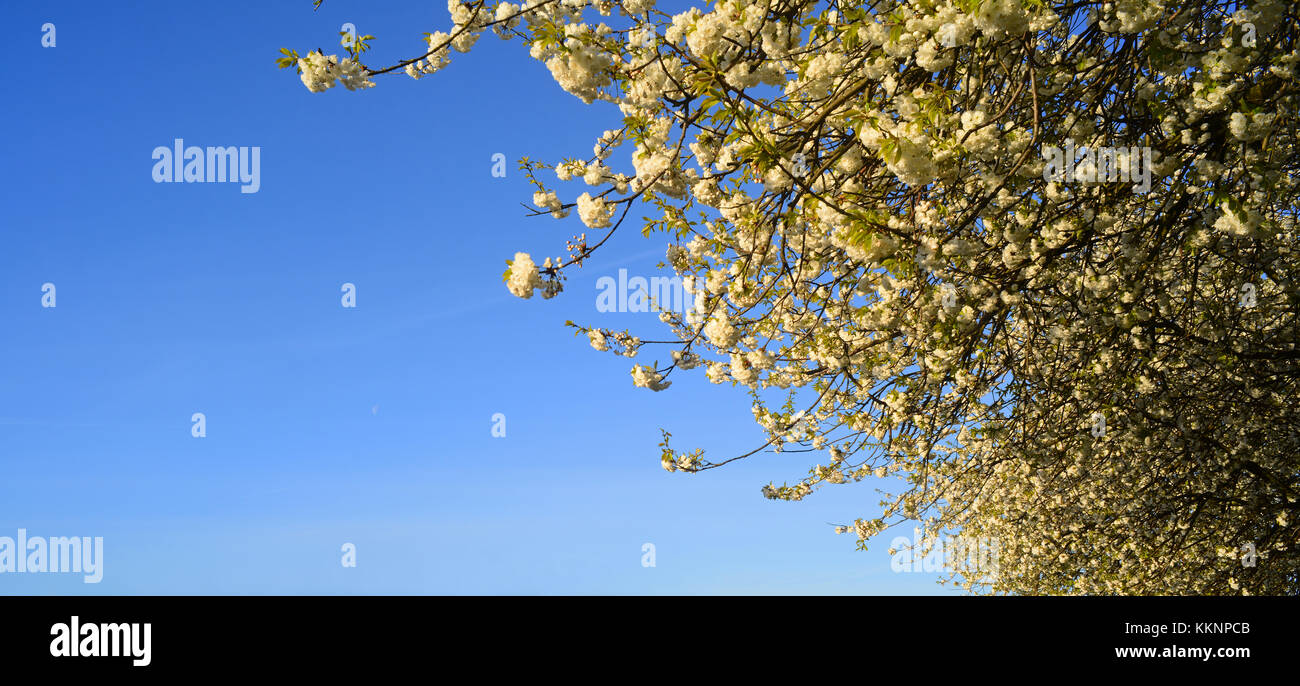 Fleurs blanches au printemps sur Prunus Tribola tree Royaume-Uni Banque D'Images