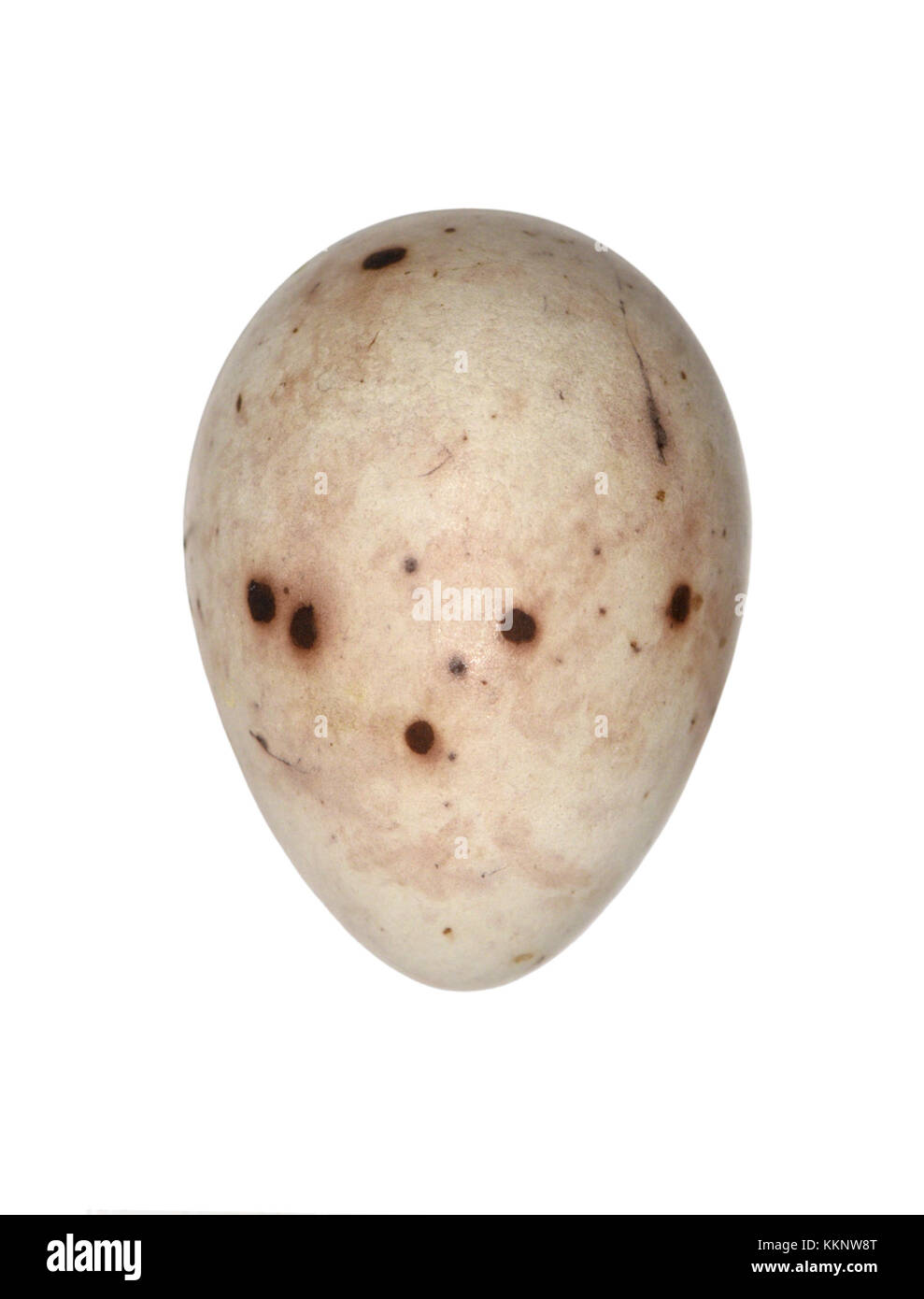 Pinson du Nord - Fringilla montifringilla Banque D'Images