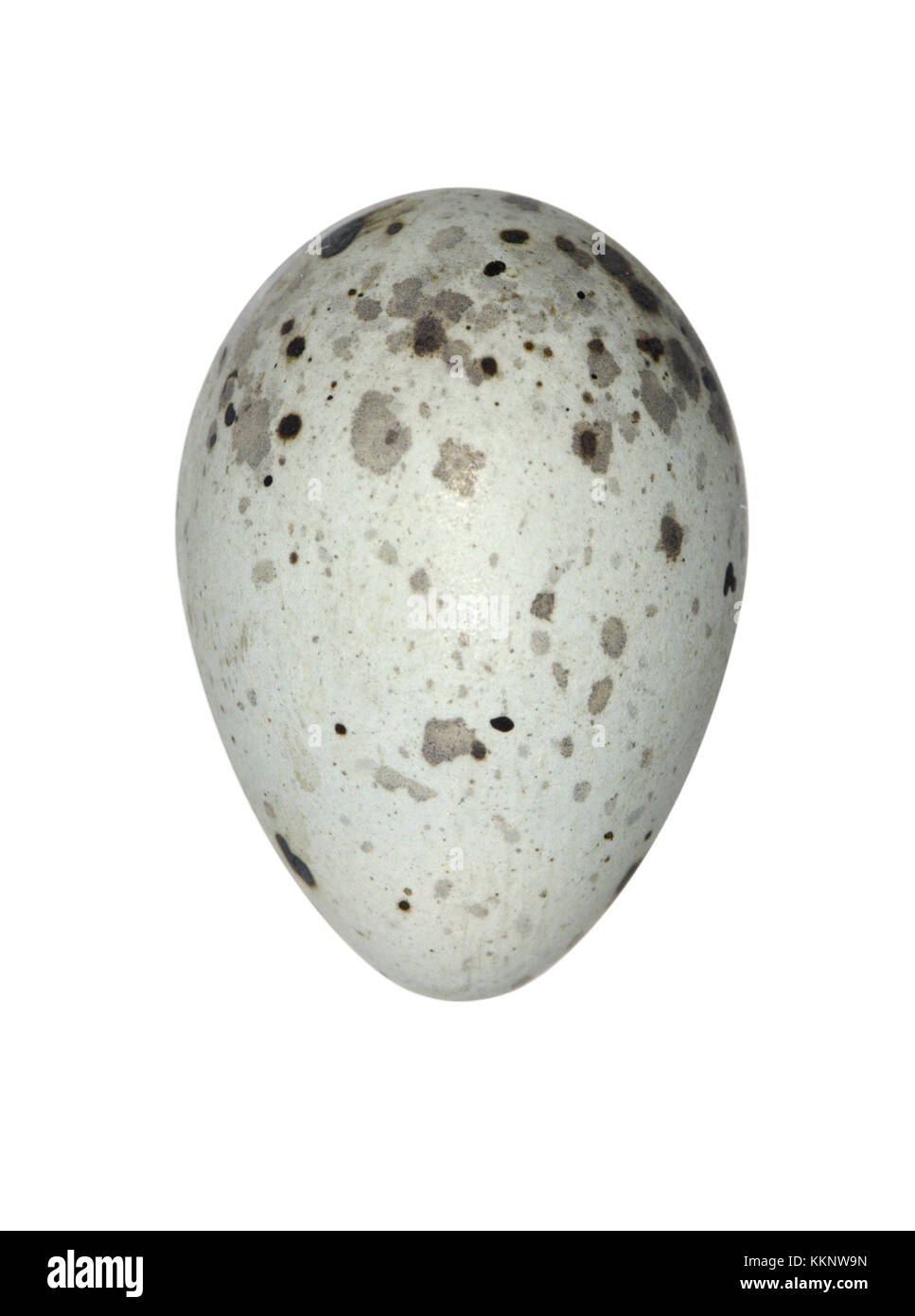 - Pinicola enucleator Durbec Banque D'Images