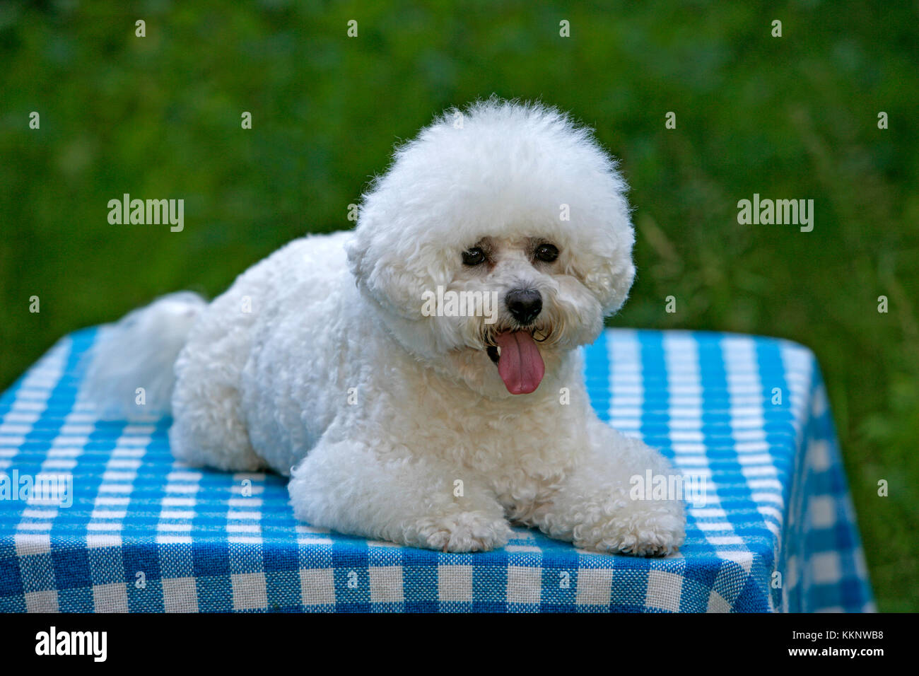 Bichon Frise chien portant sur la table, à l'extérieur Banque D'Images